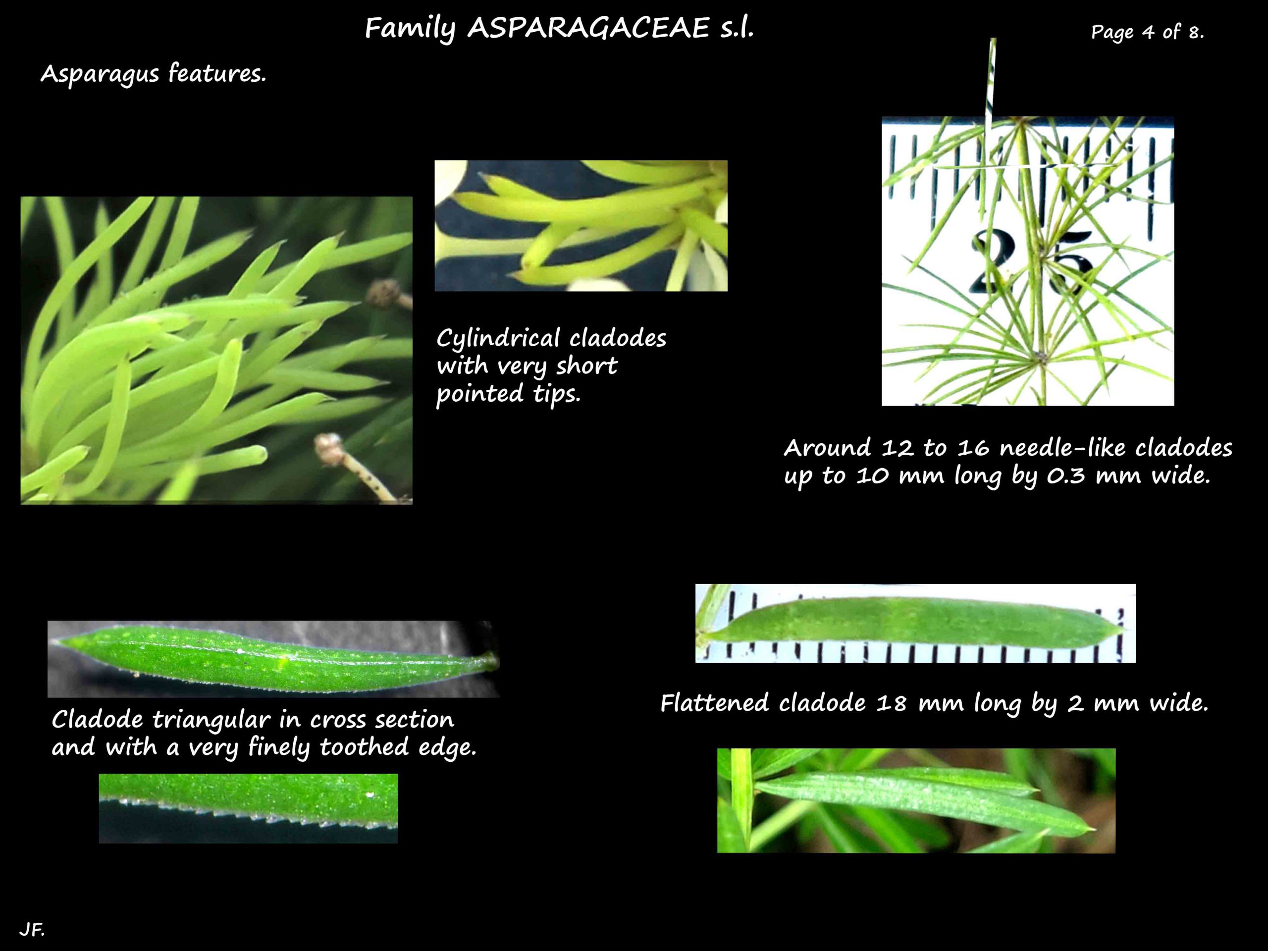 4 Asparagus cladodes